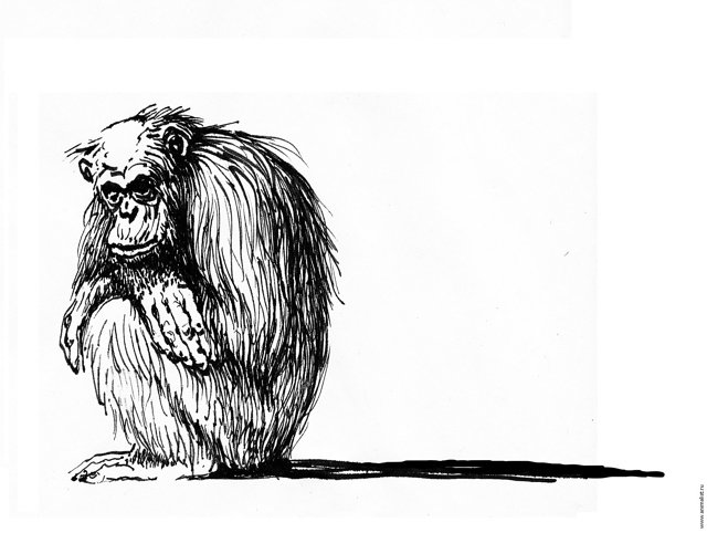 Медиапроект s-t-o-l.com